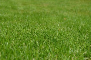 3 Ways to Protect Your Lawn this Winter