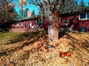 Edmonton Fall Home Maintenance